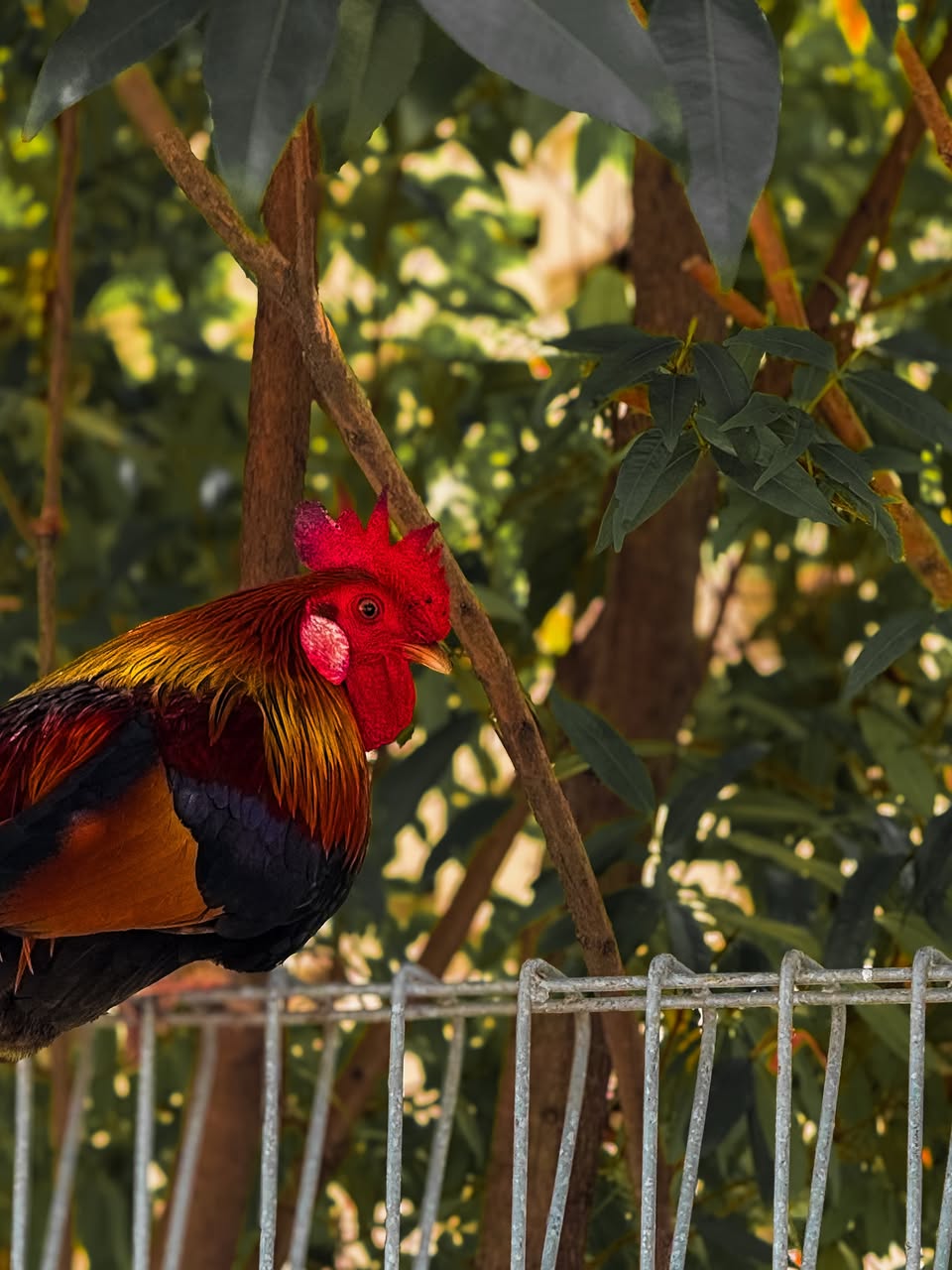 Rooster perched on a metal railing with green foliage