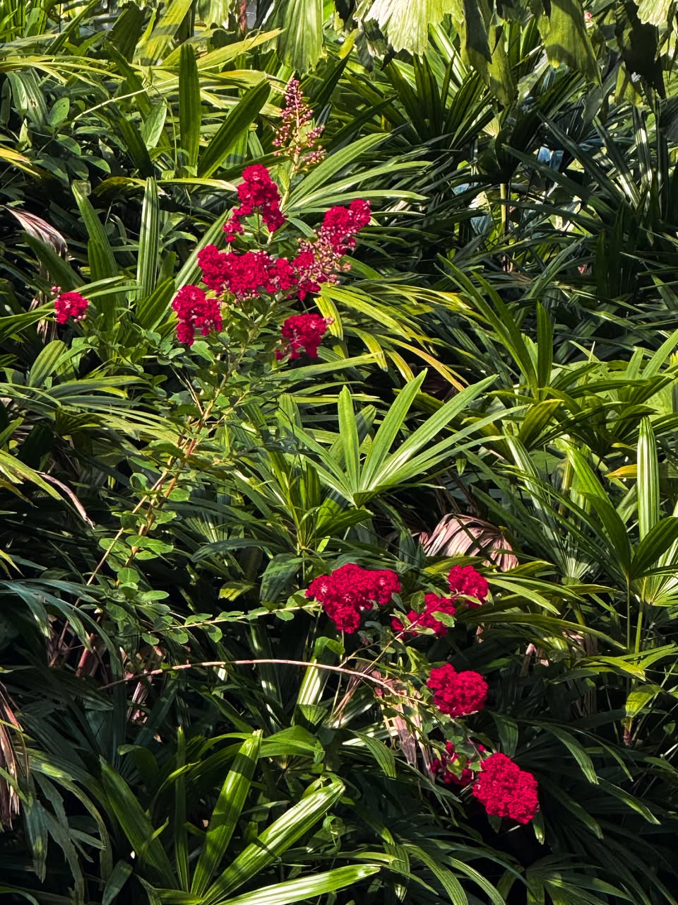 Red crepe myrtle flowers surrounded by green foliage