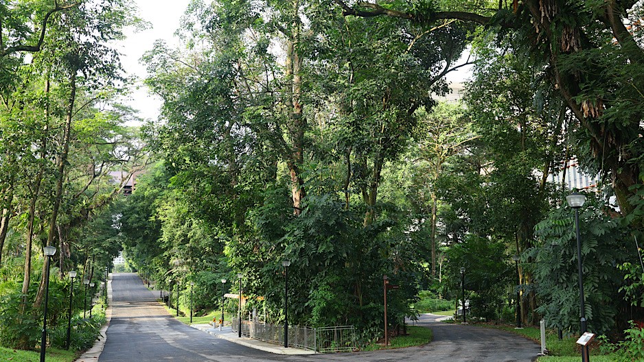 Tree-lined stretch of Punggol Heritage Trail between Punggol North Avenue and Campus Boulevard