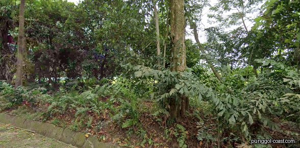 Lush green trees and dense foliage beside a dirt path.
