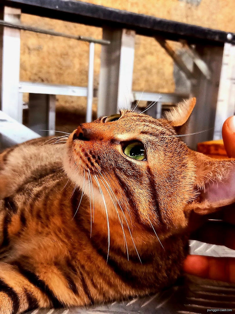 Close-up of a brown tabby cat with green eyes looking upwards.