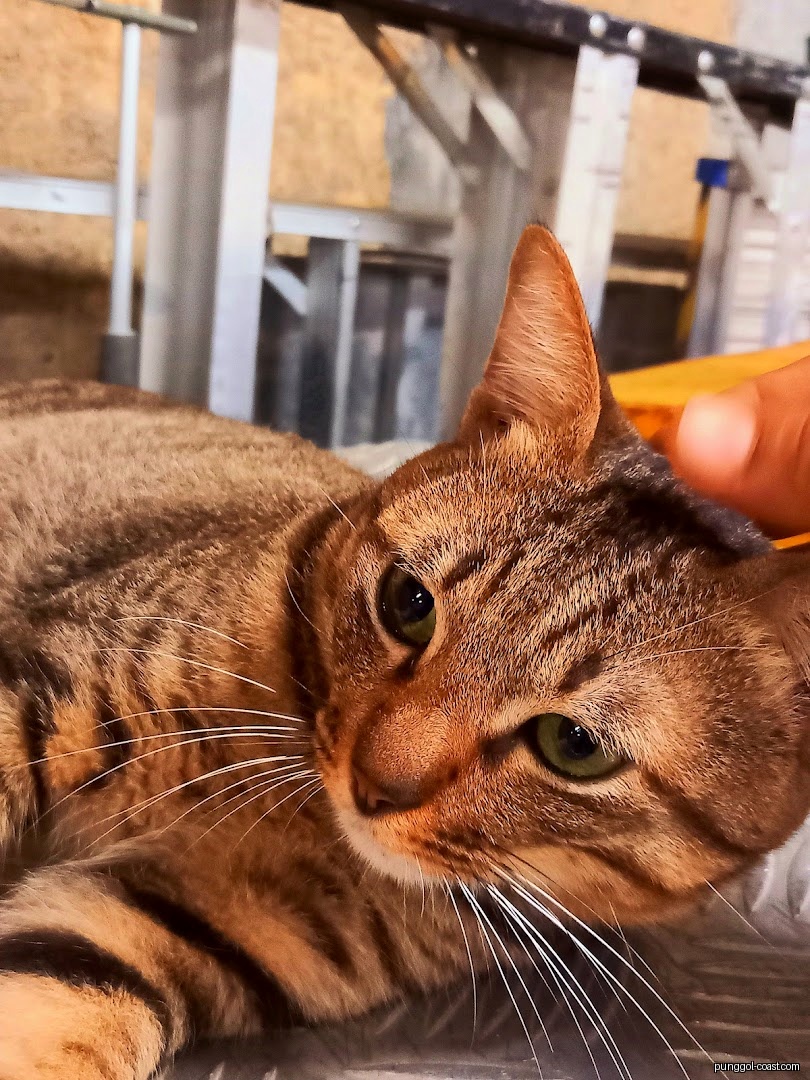 Close-up of a tabby cat with green eyes being petted by a hand.
