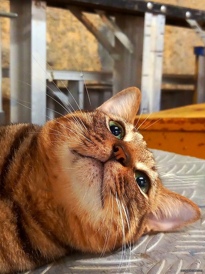 Close-up of a brown tabby cat with green eyes lying down.
