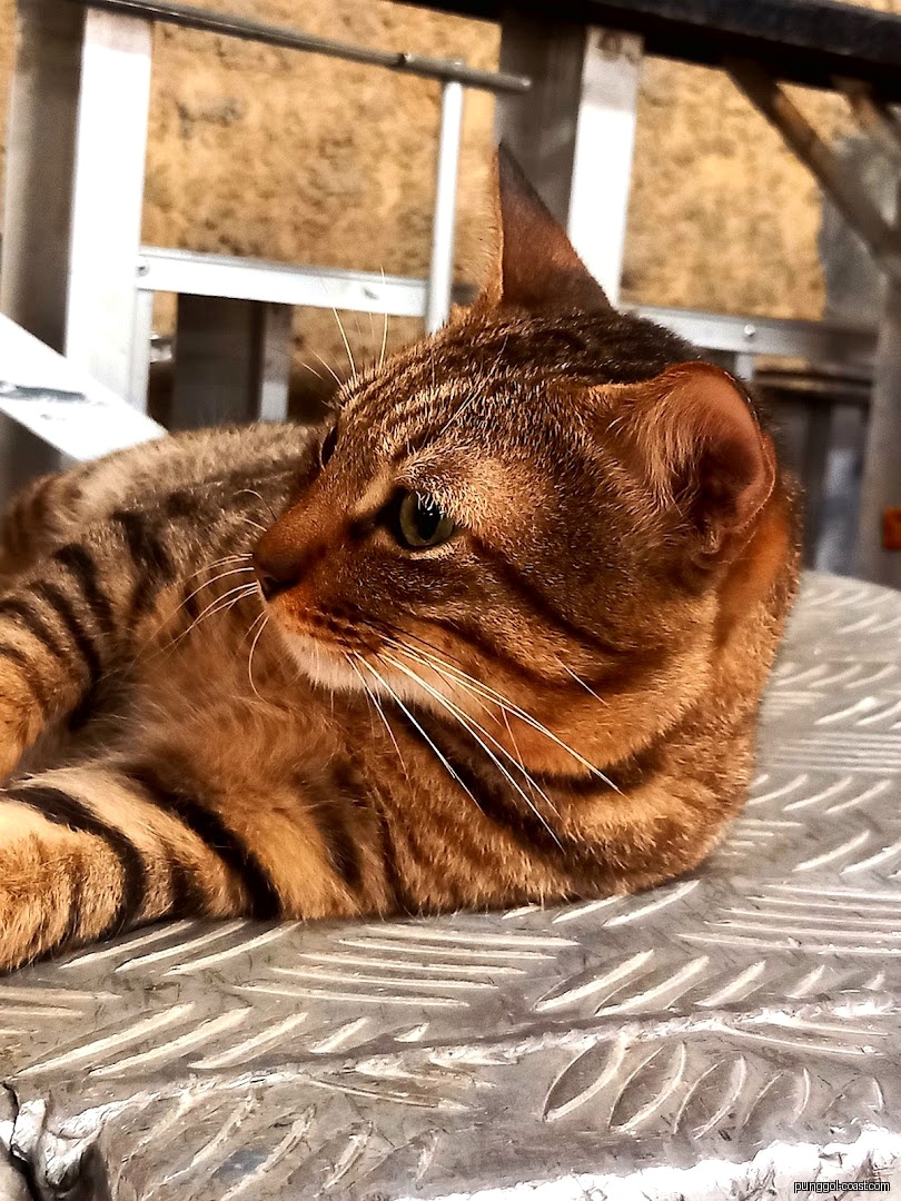 A brown tabby cat with green eyes lies on a metal diamond plate surface.